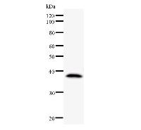 DDX3 / DDX3X Antibody - Western blot analysis of immunized recombinant protein, using anti-DDX3X monoclonal antibody.