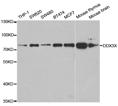 DDX3 / DDX3X Antibody - Western blot analysis of extracts of various cell lines.