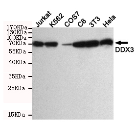 DDX3 / DDX3X Antibody - Western blot detection of DDX3 in HeLa, 3T3, C6, COS7, K562 and Jurkat cell lysate using DDX3 mouse monoclonal antibody (1:1000 dilution). Predicted band size: 75KDa. Observed band size: 75KDa.