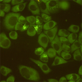 DDX3 / DDX3X Antibody - Immunocytochemistry staining of HeLa cells fixed with 4% Paraformaldehyde and using DDX3 mouse monoclonal antibody (dilution 1:200).