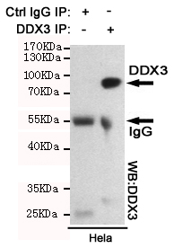 DDX3 / DDX3X Antibody - Immunoprecipitation analysis of HeLa cell lysates using DDX3 mouse monoclonal antibody.