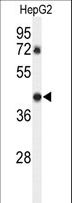 DDX39 Antibody - Western blot of DDX39 Antibody (Center Y265) in HepG2 cell line lysates (35 ug/lane). DDX39 (arrow) was detected using the purified antibody.