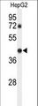 DDX39 Antibody - Western blot of DDX39 Antibody (Center Y265) in HepG2 cell line lysates (35 ug/lane). DDX39 (arrow) was detected using the purified antibody.