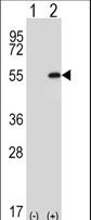 DDX39 Antibody - Western blot of DDX39 (arrow) using rabbit polyclonal DDX39 Antibody (Center Y265). 293 cell lysates (2 ug/lane) either nontransfected (Lane 1) or transiently transfected (Lane 2) with the DDX39 gene.