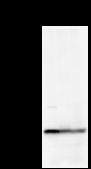 DDX39 Antibody - Detection of DDX39 by Western blot. Samples: Whole cell lysate from human HeLa (H, 50 ug) , mouse NIH3T3 (M, 50 ug) and rat F2408 (R, 50 ug) cells. Predicted molecular weight: 49 kDa