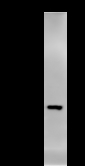 DDX39 Antibody - Immunoprecipitation: RIPA lysate of HeLa cells was incubated with anti-DDX39 mAb. Predicted molecular weight: 49 kDa