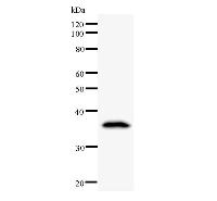 DDX39 Antibody - Western blot analysis of immunized recombinant protein, using anti-DDX39 monoclonal antibody.