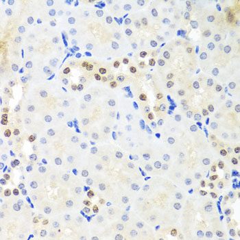 DDX39 Antibody - Immunohistochemistry of paraffin-embedded mouse kidney tissue.