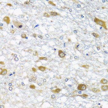 DDX39 Antibody - Immunohistochemistry of paraffin-embedded rat brain tissue.