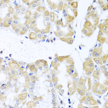 DDX39 Antibody - Immunohistochemistry of paraffin-embedded human stomach tissue.