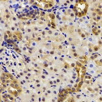 DDX39 Antibody - Immunohistochemical analysis of DDX39A staining in mouse kidney formalin fixed paraffin embedded tissue section. The section was pre-treated using heat mediated antigen retrieval with sodium citrate buffer (pH 6.0). The section was then incubated with the antibody at room temperature and detected using an HRP conjugated compact polymer system. DAB was used as the chromogen. The section was then counterstained with hematoxylin and mounted with DPX.