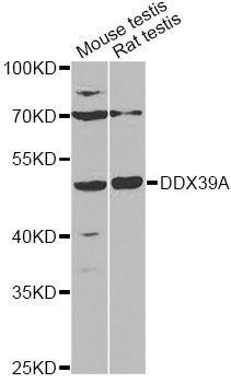 DDX39 Antibody - Western blot analysis of extracts of various cell lines, using DDX39A antibody at 1:1000 dilution. The secondary antibody used was an HRP Goat Anti-Rabbit IgG (H+L) at 1:10000 dilution. Lysates were loaded 25ug per lane and 3% nonfat dry milk in TBST was used for blocking. An ECL Kit was used for detection and the exposure time was 90s.