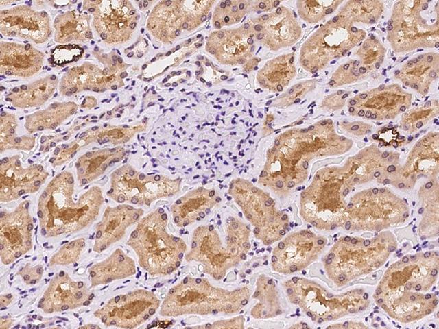 DDX39 Antibody - Immunochemical staining of human DDX39A in human kidney with rabbit polyclonal antibody at 1:100 dilution, formalin-fixed paraffin embedded sections.