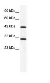 DDX39 Antibody - HepG2 Cell Lysate.  This image was taken for the unconjugated form of this product. Other forms have not been tested.