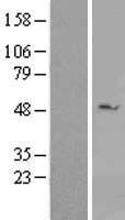 DDX39 Protein - Western validation with an anti-DDK antibody * L: Control HEK293 lysate R: Over-expression lysate