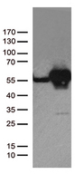 DDX39B / UAP56 Antibody - HEK293T cells were transfected with the pCMV6-ENTRY control. (Left lane) or pCMV6-ENTRY DDX39B. (Right lane) cDNA for 48 hrs and lysed. Equivalent amounts of cell lysates. (5 ug per lane) were separated by SDS-PAGE and immunoblotted with anti-DDX39B. (1:500)