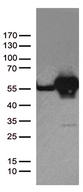 DDX39B / UAP56 Antibody - HEK293T cells were transfected with the pCMV6-ENTRY control. (Left lane) or pCMV6-ENTRY DDX39B. (Right lane) cDNA for 48 hrs and lysed