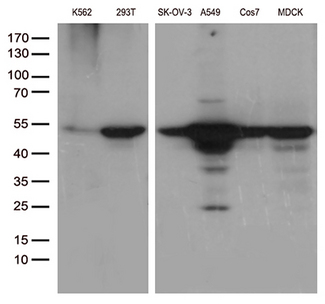 DDX39B / UAP56 Antibody - Western blot analysis of extracts. (35ug) from different 6 cell lines lysates by using anti-DDX39B monoclonal antibody. (1:500)