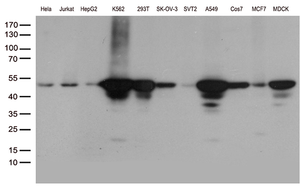 DDX39B / UAP56 Antibody - Western blot analysis of extracts. (35ug) from different 11 cell lines by using anti-DDX39B monoclonal antibody. (1:500)