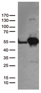 DDX39B / UAP56 Antibody - HEK293T cells were transfected with the pCMV6-ENTRY control. (Left lane) or pCMV6-ENTRY DDX39B. (Right lane) cDNA for 48 hrs and lysed. Equivalent amounts of cell lysates. (5 ug per lane) were separated by SDS-PAGE and immunoblotted with anti-DDX39B. (1:500)
