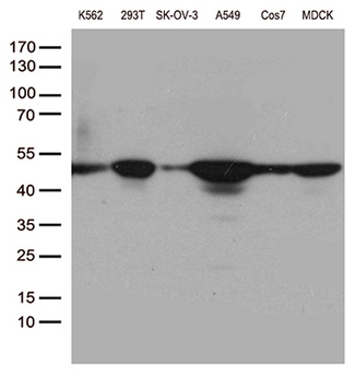 DDX39B / UAP56 Antibody - Western blot analysis of extracts. (35ug) from different 6 cell lines by using anti-DDX39B monoclonal antibody. (1:500)