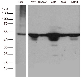 DDX39B / UAP56 Antibody - Western blot analysis of extracts. (35ug) from different 6 cell lines by using anti-DDX39B monoclonal antibody. (1:500)