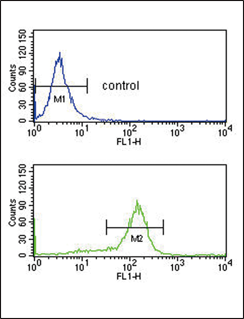 DDX39B / UAP56 Antibody - BAT1 Antibody flow cytometry of K562 cells (bottom histogram) compared to a negative control cell (top histogram). FITC-conjugated goat-anti-rabbit secondary antibodies were used for the analysis.