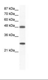 DDX39B / UAP56 Antibody - Jurkat Cell Lysate.  This image was taken for the unconjugated form of this product. Other forms have not been tested.