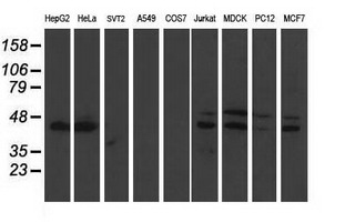 DDX39B / UAP56 Antibody - Western blot of extracts (35 ug) from 9 different cell lines by using anti-BAT1 monoclonal antibody (HepG2: human; HeLa: human; SVT2: mouse; A549: human; COS7: monkey; Jurkat: human; MDCK: canine; PC12: rat; MCF7: human).