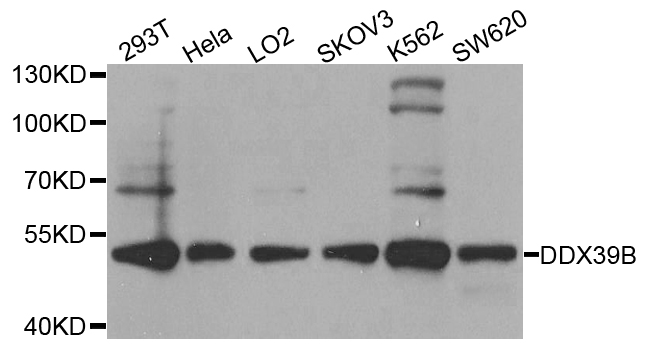 DDX39B / UAP56 Antibody - Western blot analysis of extracts of various cell lines.