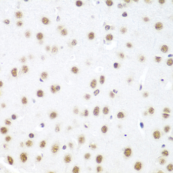 DDX39B / UAP56 Antibody - Immunohistochemistry of paraffin-embedded mouse brain tissue.