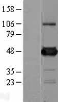 DDX39B / UAP56 Protein - Western validation with an anti-DDK antibody * L: Control HEK293 lysate R: Over-expression lysate