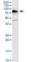 DDX3Y Antibody - DDX3Y monoclonal antibody (M01), clone 2D7. Western blot of DDX3Y expression in mouse testis.