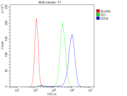 DDX4 / VASA Antibody - Flow Cytometry analysis of SiHa cells using anti-DDX4/MVH antibody. Overlay histogram showing SiHa cells stained with anti-DDX4/MVH antibody (Blue line). The cells were blocked with 10% normal goat serum. And then incubated with rabbit anti-DDX4/MVH Antibody (1µg/10E6 cells) for 30 min at 20°C. DyLight®488 conjugated goat anti-rabbit IgG (5-10µg/10E6 cells) was used as secondary antibody for 30 minutes at 20°C. Isotype control antibody (Green line) was rabbit IgG (1µg/10E6 cells) used under the same conditions. Unlabelled sample (Red line) was also used as a control.