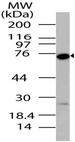 DDX4 / VASA Antibody - Fig-1: Western blot analysis of DDX4/Vasa. Anti-DDX4/Vasa antibody was used at 2 µg/ml on Hela lysate.