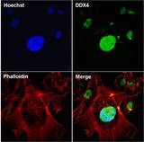 DDX4 / VASA Antibody - DDX4 Antibody in Immunofluorescence (IF)
