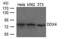 DDX4 / VASA Antibody - Western blot of DDX4 antibody
