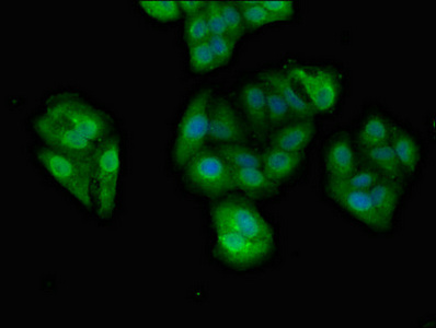 DDX4 / VASA Antibody - Immunofluorescent analysis of HepG2 cells diluted at 1:100 and Alexa Fluor 488-congugated AffiniPure Goat Anti-Rabbit IgG(H+L)