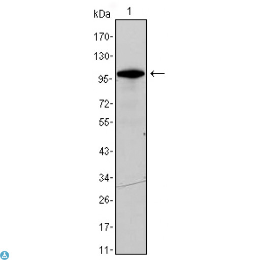 DDX4 / VASA Antibody - Western Blot (WB) analysis using DDX4 Monoclonal Antibody against DDX4-hIgGFc transfected HEK293 cell lysate.