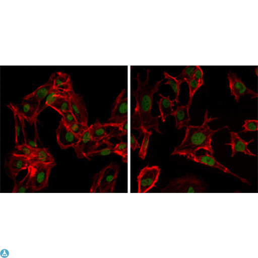 DDX4 / VASA Antibody - Immunofluorescence (IF) analysis of MSCs(left) and NTERA-2 (right) cells using DDX4 Monoclonal Antibody (green). Red: Actin filaments have been labeled with DY-554 phalloidin.