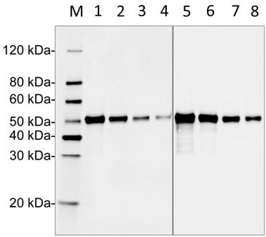 DDX41 / ABS Antibody - Independent Western Blot validation of Human DDX41 Antibody (2G1A8) and Human DDX41 Antibody (4F3E11) with Human DDX41 recombinant protein. Lane 1: 50 ng Human DDX41 recombinant protein Lane 2: 25 ng Human DDX41 recombinant protein Lane 3: 10 ng Human DDX41 recombinant protein Lane 4: 5 ng Human DDX41 recombinant protein Lane 5: 50 ng Human DDX41 recombinant protein Lane 6: 25 ng Human DDX41 recombinant protein Lane 7: 10 ng Human DDX41 recombinant protein Lane 8: 5 ng Human DDX41 recombinant protein Primary Antibody: Lane 1~4: Human DDX41 Antibody (2G1A8) 1 µg/ml Lane 5~8: Human DDX41 Antibody (4F3E11) (H&L) [IRDye8°°] (Licor,926-32211)