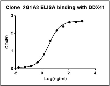 DDX41 / ABS Antibody - ELISA binding of Human DDX41 Antibody (2G1A8) with Human DDX41 recombinant protein. Coating antigen: DDX41, 1 µg/ml. DDX41 antibody dilution start from 1000 ng/ml, EC50= 3.263 ng/ml.