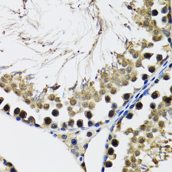 DDX41 / ABS Antibody - Immunohistochemistry of paraffin-embedded rat testis tissue.
