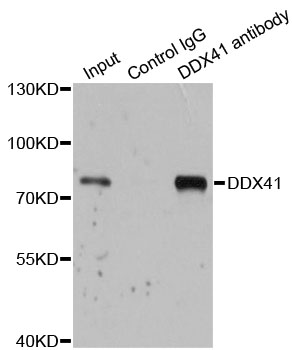 DDX41 / ABS Antibody - Immunoprecipitation analysis of 200ug extracts of 293T cells.