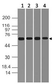 DDX41 / ABS Antibody - Fig-1: Western blot analysis of DDX41. Anti-DDX41 antibody was used at 2 µg/ml on  (1) K562, (2) 293, (3) 3T3 and (4) EL-4 lysates.