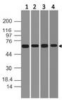 DDX41 / ABS Antibody - Fig-1: Western blot analysis of DDX41. Anti-DDX41 antibody was used at 2 µg/ml on  (1) K562, (2) 293, (3) 3T3 and (4) EL-4 lysates.