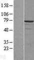 DDX41 / ABS Protein - Western validation with an anti-DDK antibody * L: Control HEK293 lysate R: Over-expression lysate