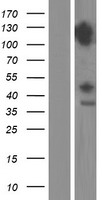 DDX42 Protein - Western validation with an anti-DDK antibody * L: Control HEK293 lysate R: Over-expression lysate