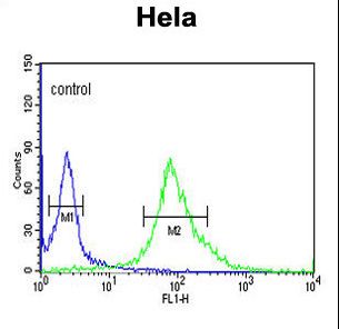 DDX49 Antibody - DDX49 Antibody flow cytometry of HeLa cells (right histogram) compared to a negative control cell (left histogram). FITC-conjugated goat-anti-rabbit secondary antibodies were used for the analysis.