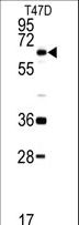 DDX5 Antibody - Western blot of DDX5 antibody in T47D cell line lysates (35 ug/lane). DDX5 (arrow) was detected using the purified antibody.
